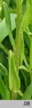 Lithospermum arvense (nawrot polny)