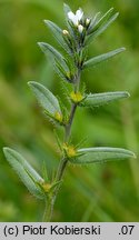 Lithospermum arvense (nawrot polny)