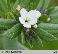 Lithospermum arvense (nawrot polny)