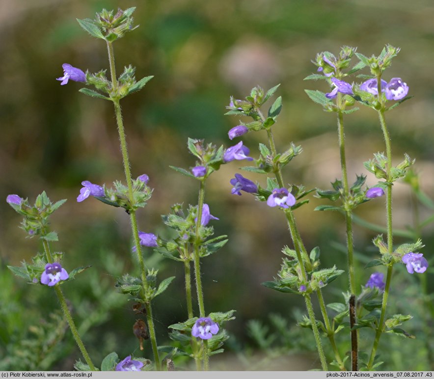 Clinopodium acinos (czyścica drobnokwiatowa)