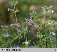 Clinopodium acinos (czyścica drobnokwiatowa)