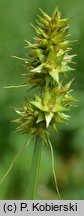 Carex cuprina (turzyca nibylisia)