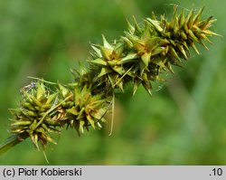 Carex cuprina (turzyca nibylisia)