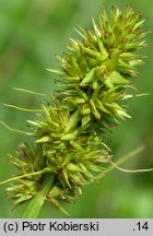 Carex cuprina (turzyca nibylisia)