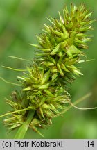 Carex cuprina (turzyca nibylisia)