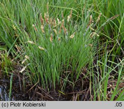 Carex ×turfosa