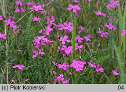 Dianthus deltoides (goździk kropkowany)