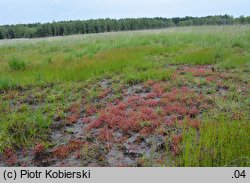 Rhynchospora fusca (przygiełka brunatna)