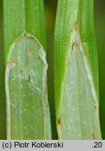 Carex cuprina (turzyca nibylisia)