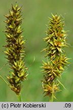 Carex cuprina (turzyca nibylisia)