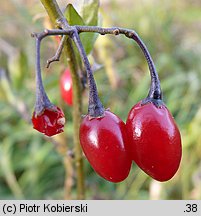 Solanum dulcamara