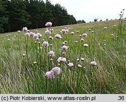 Armeria maritima ssp. elongata (zawciąg pospolity wydłużony)