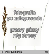 Carex ×boenninghausiana
