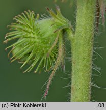 Agrimonia procera (rzepik wonny)