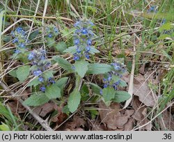 Ajuga genevensis (dąbrówka kosmata)