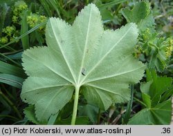 Alchemilla glabra (przywrotnik prawie nagi)