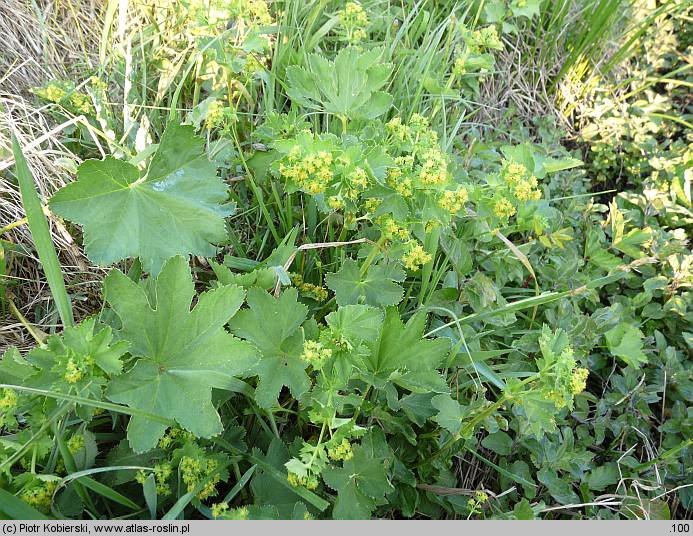 Alchemilla glabra (przywrotnik prawie nagi)