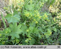 Alchemilla glabra (przywrotnik prawie nagi)