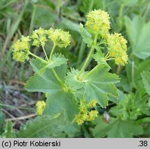 Alchemilla glabra (przywrotnik prawie nagi)