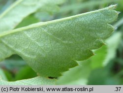 Alchemilla glabra (przywrotnik prawie nagi)