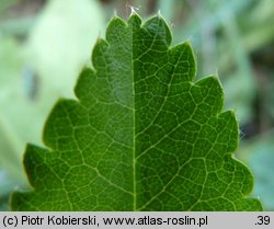 Alchemilla glabra (przywrotnik prawie nagi)