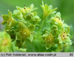 Alchemilla glabra (przywrotnik prawie nagi)