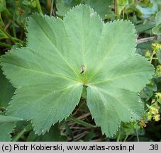 Alchemilla glabra (przywrotnik prawie nagi)