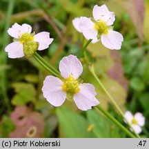 Alisma plantago-aquatica (żabieniec babka wodna)