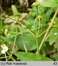 Alisma plantago-aquatica (żabieniec babka wodna)