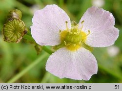 Alisma plantago-aquatica (żabieniec babka wodna)