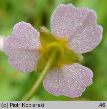 Alisma plantago-aquatica (żabieniec babka wodna)