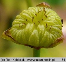 Alisma plantago-aquatica (żabieniec babka wodna)