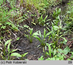 Alisma lanceolatum (żabieniec lancetowaty)