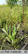 Alisma lanceolatum (żabieniec lancetowaty)