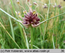 Allium oleraceum (czosnek zielonawy)