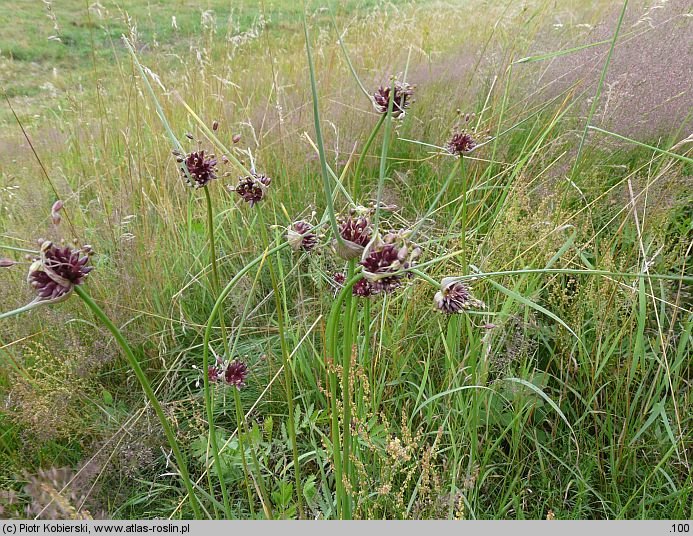 Allium oleraceum (czosnek zielonawy)