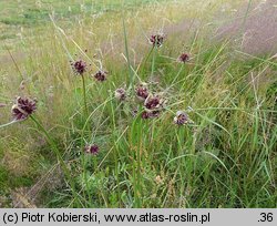 Allium oleraceum (czosnek zielonawy)