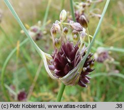 Allium oleraceum (czosnek zielonawy)