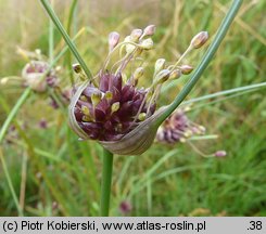 Allium oleraceum (czosnek zielonawy)