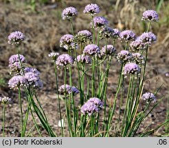 Allium angulosum (czosnek kątowaty)