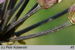 Allium angulosum (czosnek kÄ…towaty)