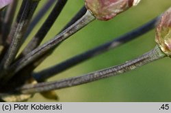 Allium angulosum (czosnek kątowaty)