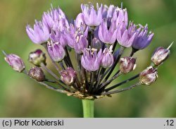 Allium angulosum (czosnek kątowaty)