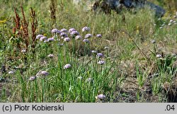 Allium angulosum (czosnek kątowaty)