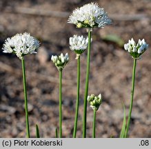 Allium angulosum (czosnek kątowaty)