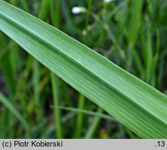 Allium scorodoprasum (czosnek wężowy)