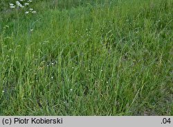 Allium scorodoprasum (czosnek wężowy)