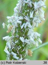 Alopecurus geniculatus (wyczyniec kolankowy)