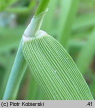 Alopecurus geniculatus (wyczyniec kolankowy)