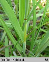 Alopecurus geniculatus (wyczyniec kolankowy)